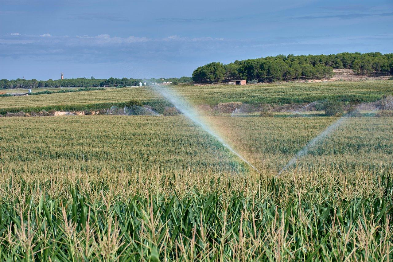 Champ de maïs irrigué en été, illustrant l'importance de l'eau dans une agriculture durable.